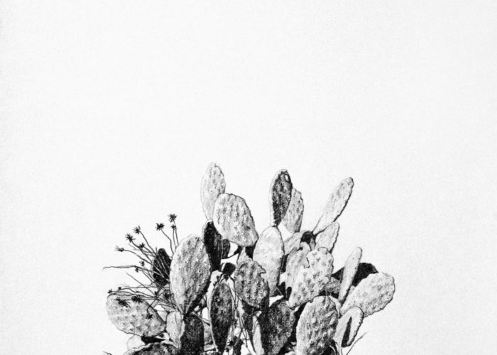 Prickly Pear, drawing. Graphite on Arches Paper, by artist Neva Bergemann