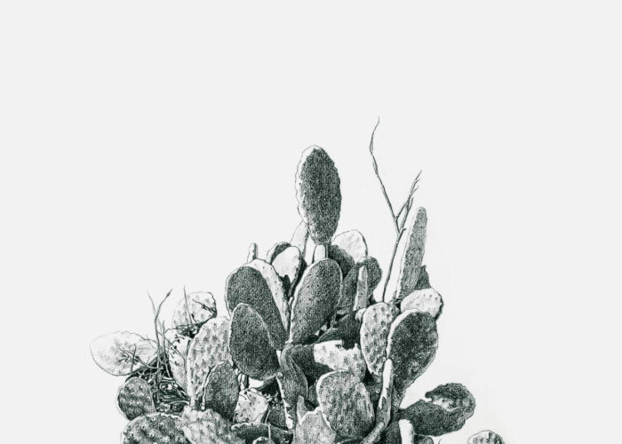 Prickly Pear 2, black & white drawing. Graphite on Arches Paper, by artist Neva Bergemann