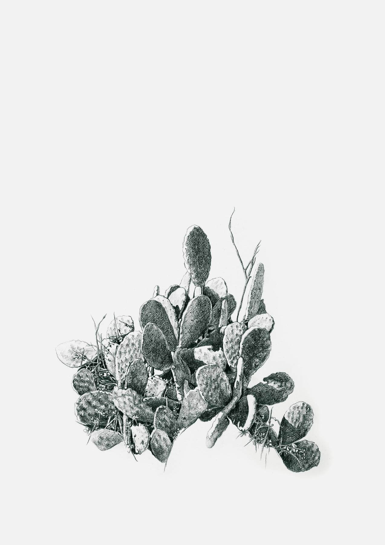 Prickly Pear 2, black & white drawing. Graphite on Arches Paper, by artist Neva Bergemann